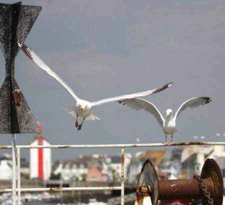 Mouettes suivant les bateaux de pêche
